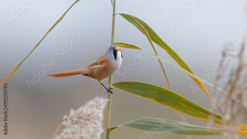 Male Bearded Tit or Bearded Reedling (Panurus biarmicus) Perched on a Reed