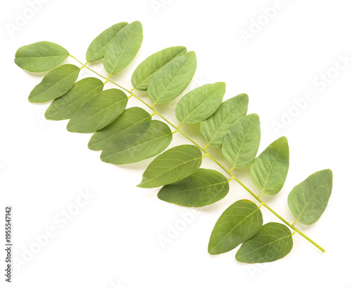 Branch of acacia tree on wh...