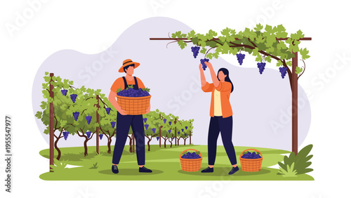 Agricultural workers harvesting ripe purple grapes into baskets in a sunny vineyard during the autumn wine making season.