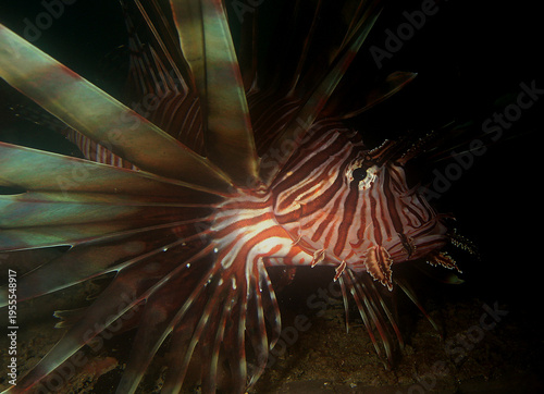 Obraz na plátně A beautiful lionfish on a reef in the Caribbean Sea.