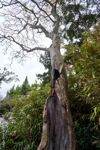 A low-angle view of a weathered, hollowed-out tree trunk surrounded by lush bamboo and evergreen foliage at Sol Beach Samcheok, South Korea, set against a bright, overcast sky.