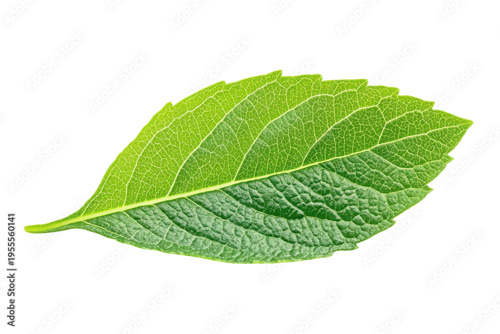 Fototapeta premium Single Bright Green Fresh Mulberry Leaf With Detailed Vein Texture On Black Background, Isolated On White Background, Png Transparent