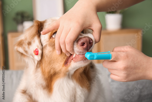 Owner brushing teeth of cut...
