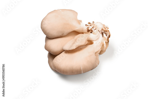 Raw oyster mushrooms on whi...