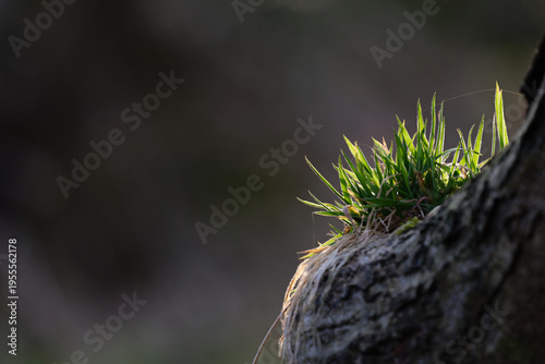 Spring background, nature coming to life