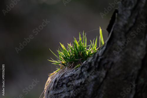 Spring background, nature coming to life