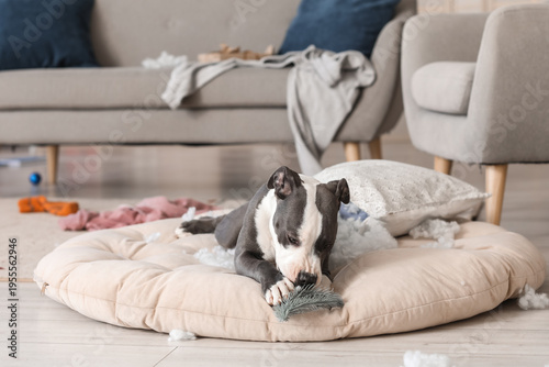 Naughty Staffordshire Terri...