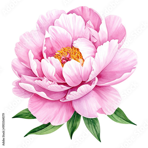 Zarte rosa Pfingstrose