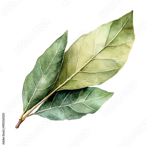 Bay Leaf Bay Laurel, fantasy-inspired semi-realistic illustration, soft glowing accents, watercolor style, isolated on white