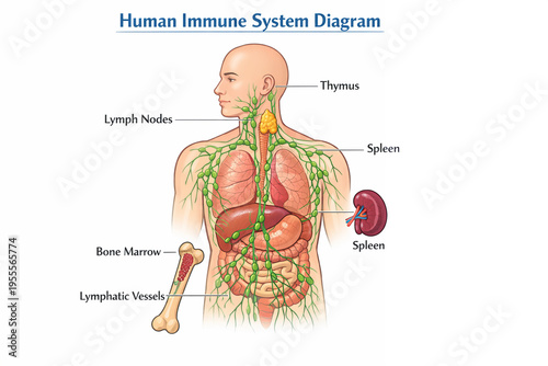 Human Immune System Anatomy Diagram with Lymphatic System and Organs