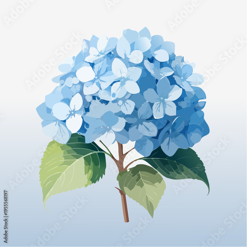 Hellblaue Hortensie