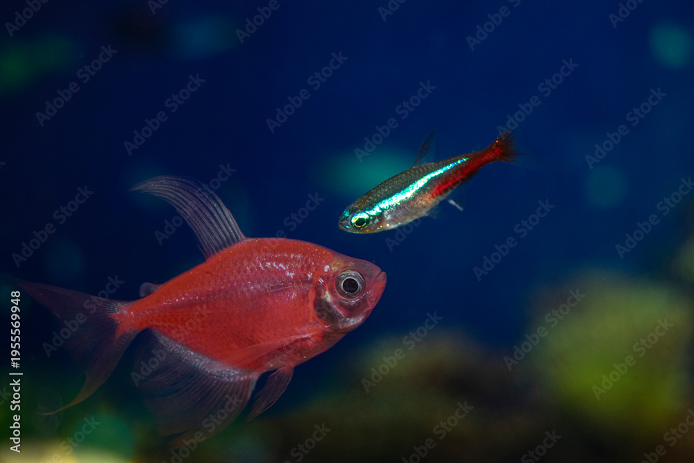 Obraz premium Aquarium fish-ternetzi and neon swim. The Latin name Gymnocorymbus ternetzi and Paracheirodon innesi. Ternetium is red, neon is blue-red.