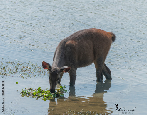 swamp deer