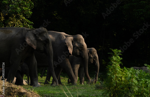 elephant in a row