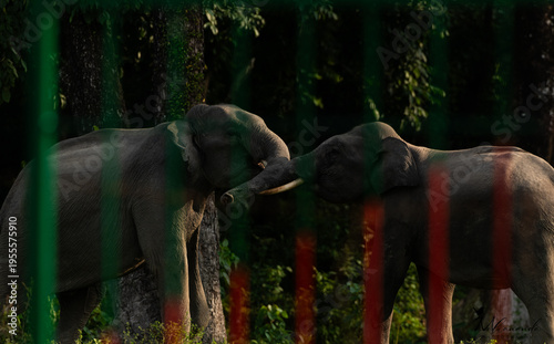 mock fight of elephant