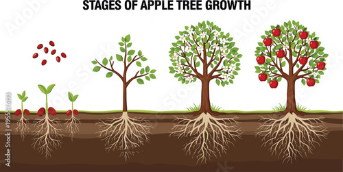 Stages of Apple Tree Growth Infographic Showing Seed Germination, Sapling Development, Flowering, and Fruit Bearing Tree for Agricultural Education