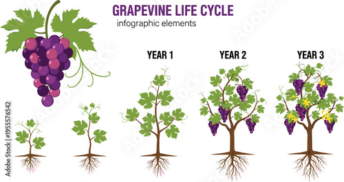 Grapevine Life Cycle Infographic Showing Growth Stages from Seedling to Mature Vine with Grapes for Agricultural and Botanical Education