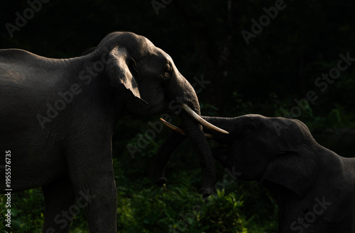 mock fight of elephant