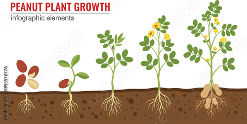 Peanut Plant Growth Stages Infographic Showing Seed Germination, Root Development, Flowering, and Underground Peanut Formation for Agricultural Education