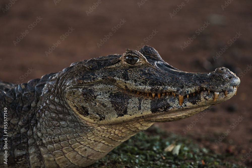 Fototapeta premium Wild caiman crocodile on ground