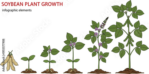 Soybean Plant Growth Stages Infographic with Seed, Seedling, Flowering, and Mature Plant for Agricultural and Educational Use