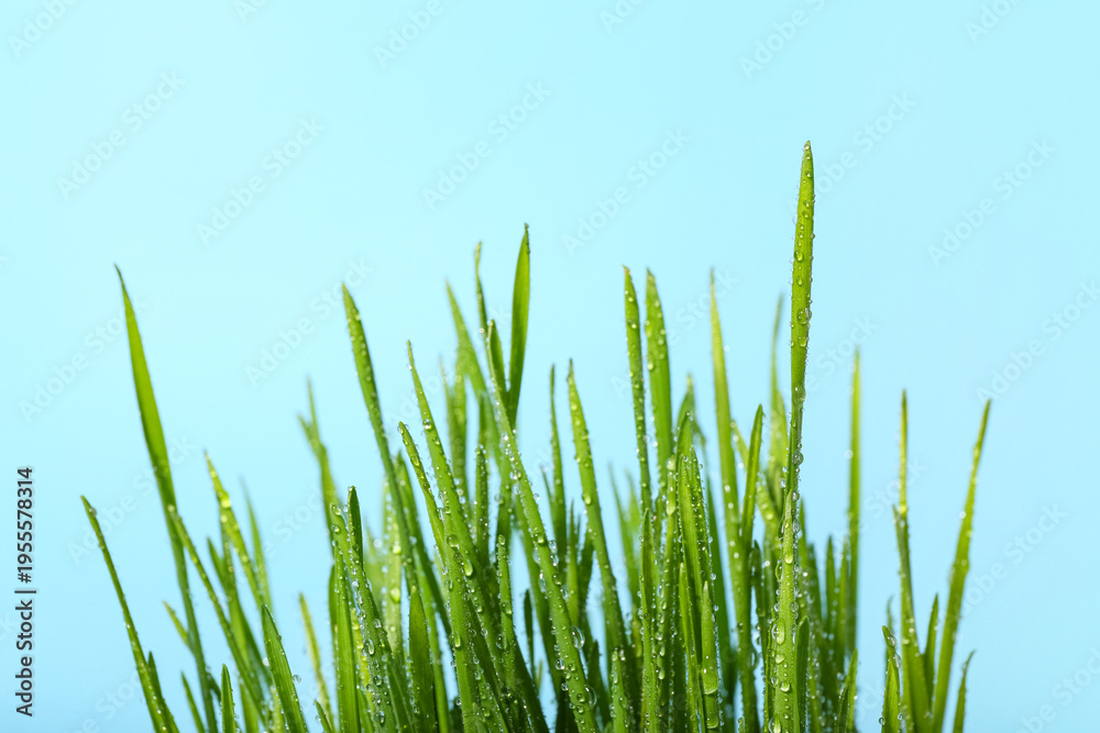 Fototapeta premium Fresh wheatgrass with water drops on blue background