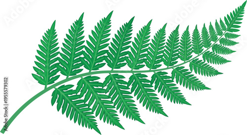 Green fern leaf frond illustration plant branch.
