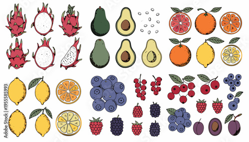 Vintage Hand Drawn Botanical Fruit and Berry Illustration Set featuring Dragon Fruit, Avocado, Citrus, and Berries with Engraved Details.eps