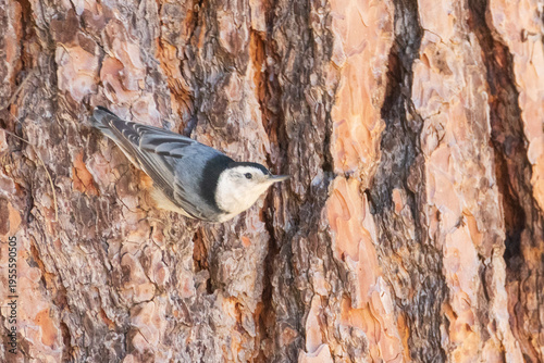 White-breasted nuthatch (Sitta carolinensis) clinging to ponderosa pine bark, Janesville, Lassen County, California.