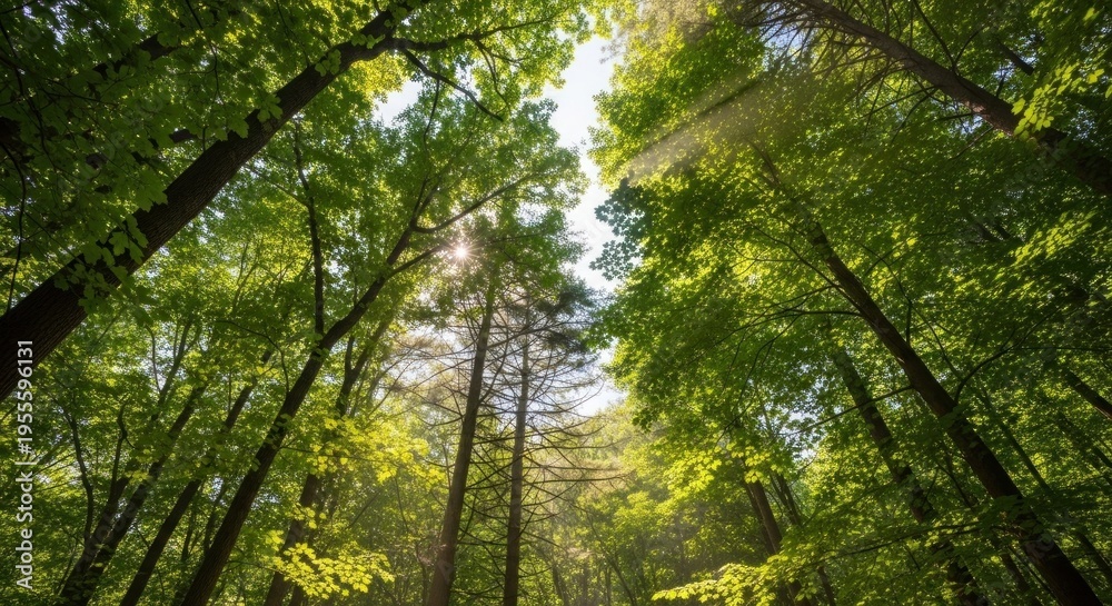 Fototapeta premium Green trees with sunlight filtering through the leaves.