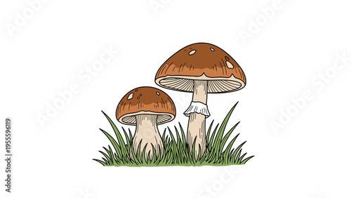 Two brown mushrooms with white stalks growing together in a patch of green grass shown on a simple white background illustration.