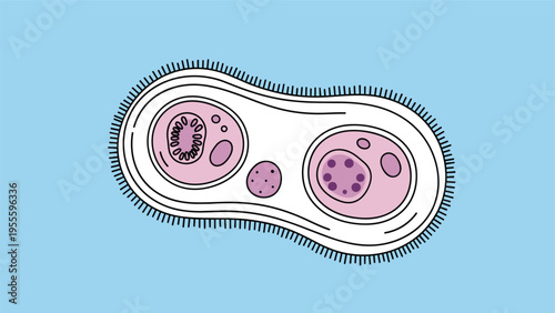 Detailed microscopic view shows a biological cell or microorganism in the process of division with internal structures visible.