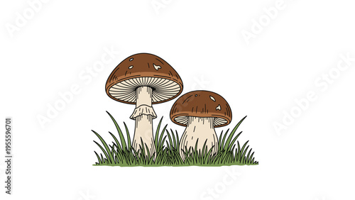 Pair of brown edible mushrooms growing amidst green blades of grass on a plain white background representing nature and forest foraging.
