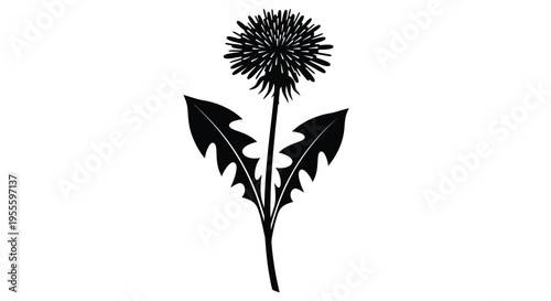 Silhouette of a dandelion flower with leaves