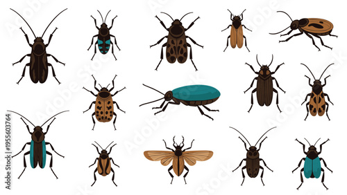 Detailed vector illustration of various beetle and insect species including different colors and patterns on a plain white background.