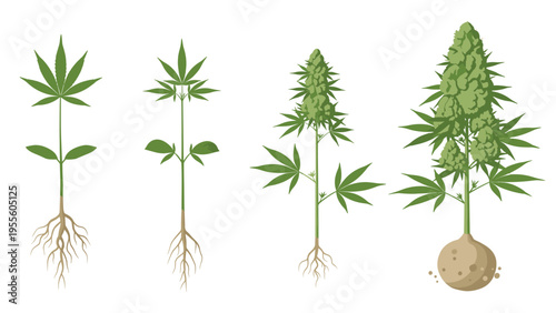 Illustration showing the various growth stages of a cannabis plant from a small seedling to a mature flowering plant.