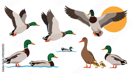 Collection of mallard duck illustrations featuring birds in flight, swimming on water, and walking with small ducklings.