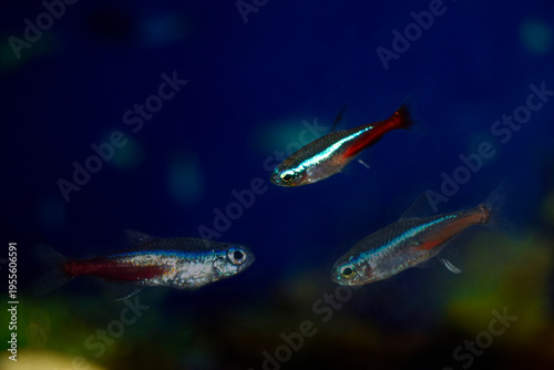 Blue neon aquarium fish swim.  Fish is blue-red-gray. Paracheirodon innesi-Latin name.