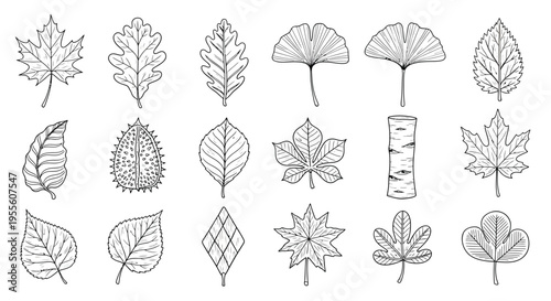 Hand Drawn Fall Leaves Collection, Maple Oak Ginkgo Birch Tree Leaf Line Art Doodle Vector Set
