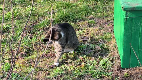 Slow motion video of a tabby cat playing with a mouse in a sunny garden, tossing and catching its prey.