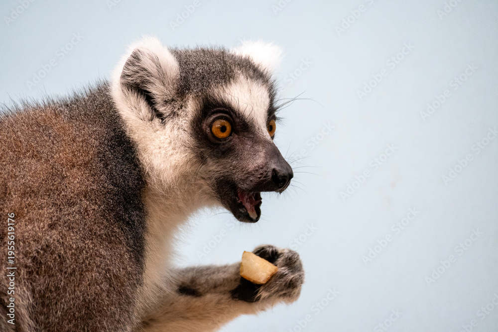 Fototapeta premium Ring tailed lemur eating fruit close up