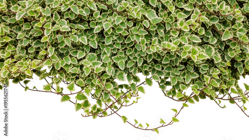 Foto Isolated variegated green and white plant with delicate trailing leaves, lush de