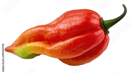 Canvas Print Isolated vibrant red-orange Bhut Jolokia ghost chili pepper with wrinkled textur