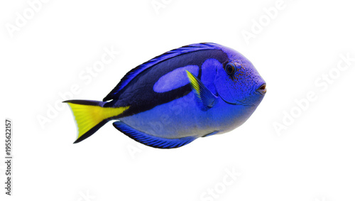 Isolated vibrant blue tang fish, exotic tropical marine life in oceanic waters