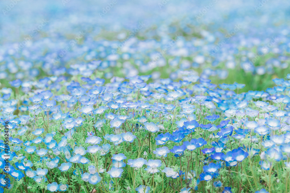 Fototapeta premium ゴールデンウィークに楽しむネモフィラの花 5月の爽やかな青い花畑