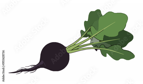 Stylized black radish vector with green leaves fresh vegetable illustration isolated on white