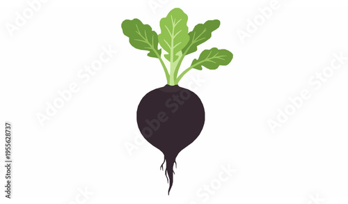 Black radish root vector with fresh green leaves vegetable illustration isolated on white