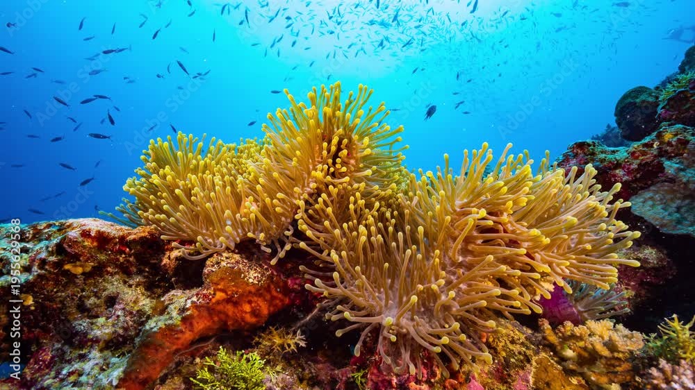 custom made wallpaper toronto digitalUnderwater shot of bright golden Anemone with resident Clownfish sheltering