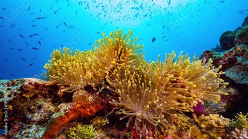 Wallpaper Mural Underwater shot of bright golden Anemone with resident Clownfish sheltering Torontodigital.ca