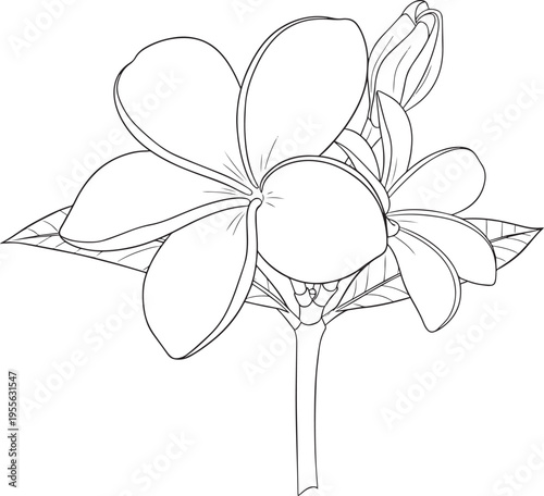 A detailed black and white line drawing depicts a frangipani flower. The flower showcases five large, rounded petals surrounding a central bud.